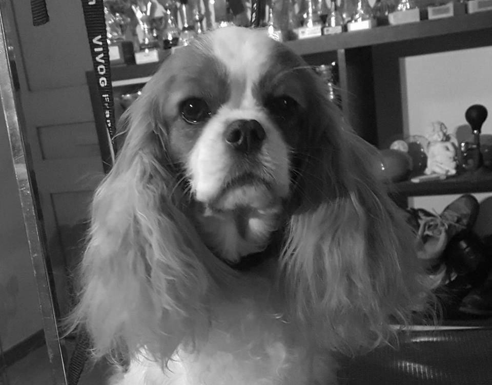 Graine de star of boarders Lander and Sea