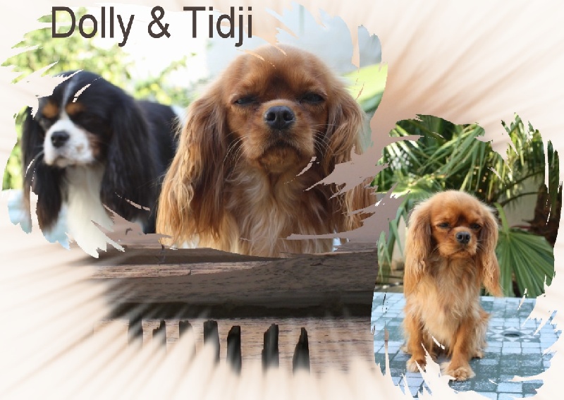 Tidji