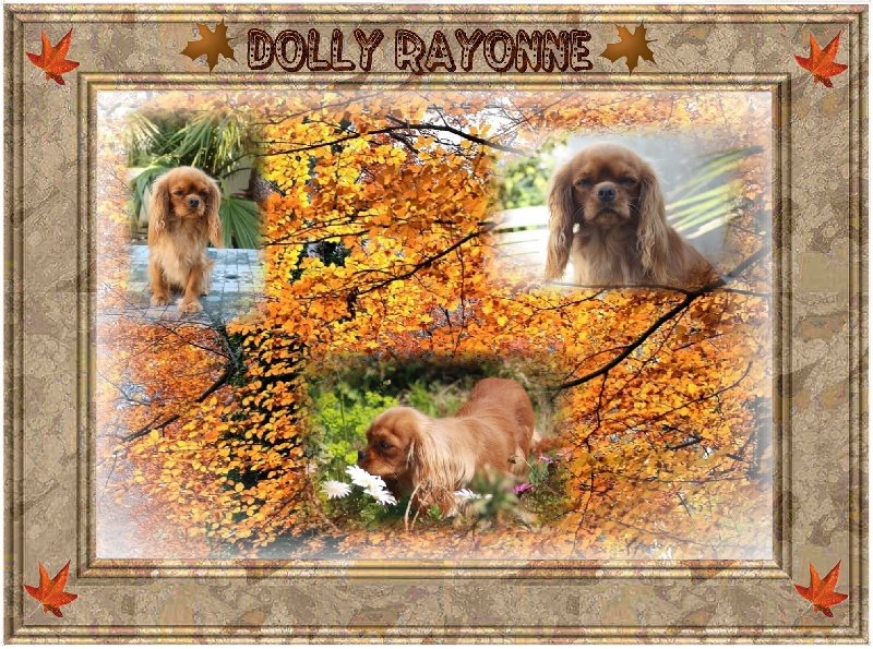 Dolly