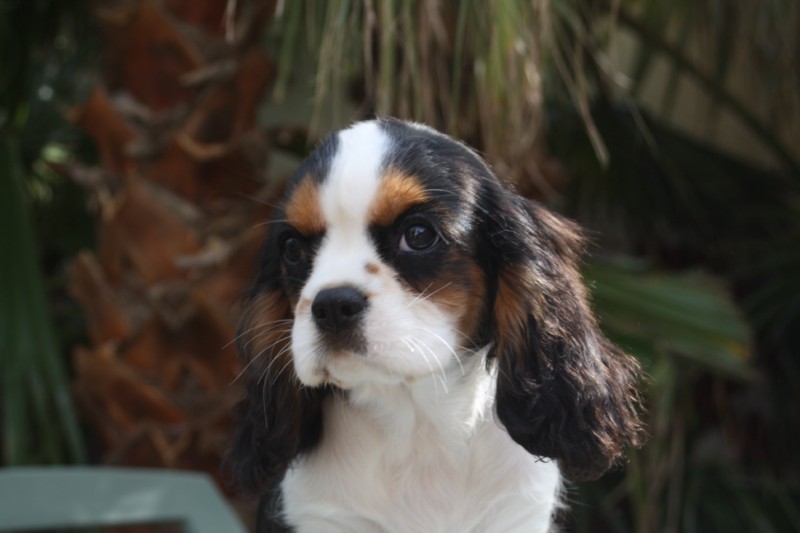 Mes Bébés
